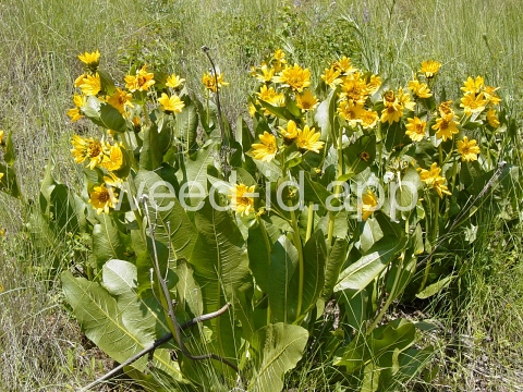 mule's-ears